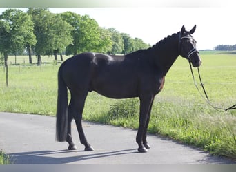 German Riding Horse, Gelding, 9 years, 17 hh, Bay-Dark