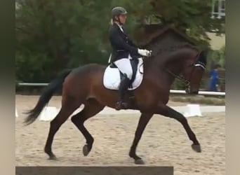 German Riding Horse, Gelding, 9 years, 17 hh, Brown