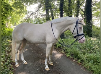 German Riding Horse, Mare, 10 years, 14.3 hh, Cremello