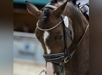 German Riding Horse, Mare, 10 years, 15.2 hh, Bay-Dark