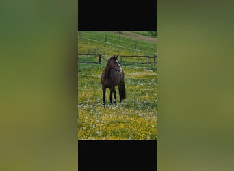 German Riding Horse, Mare, 10 years, 15.2 hh, Bay-Dark