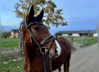 German Riding Horse, Mare, 10 years, 15,2 hh, Brown