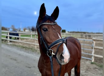 German Riding Horse, Mare, 10 years, 15,2 hh, Brown