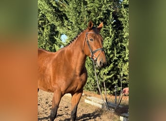 German Riding Horse, Mare, 10 years, 16.1 hh, Brown