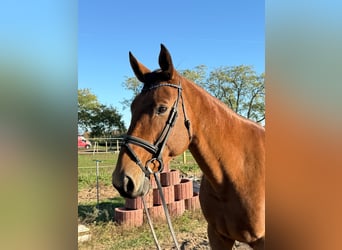 German Riding Horse, Mare, 10 years, 16.1 hh, Brown