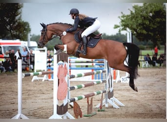 German Riding Horse, Mare, 10 years, 16.1 hh, Brown