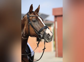 German Riding Horse, Mare, 10 years, 16,1 hh, Chestnut-Red