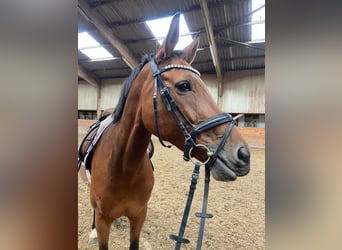 German Riding Horse, Mare, 10 years, 16,2 hh, Brown