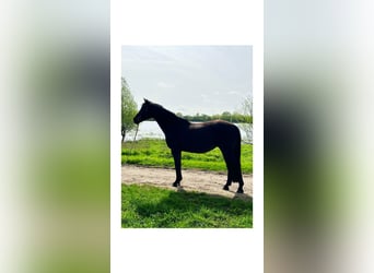 German Riding Horse, Mare, 10 years, 16 hh, Black