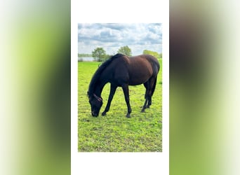 German Riding Horse, Mare, 10 years, 16 hh, Black