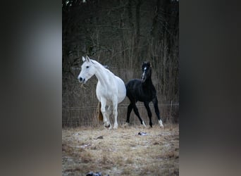 German Riding Horse, Mare, 10 years, 16 hh, Grey