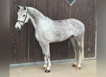 German Riding Horse, Mare, 10 years, 16 hh, Grey
