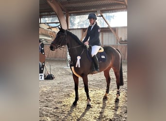 German Riding Horse, Mare, 10 years, 16,1 hh, Brown