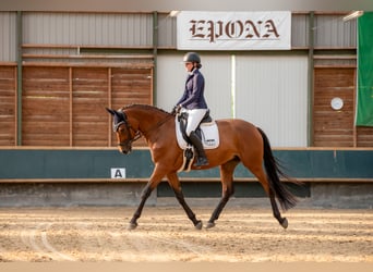 German Riding Horse, Mare, 10 years, 16,3 hh, Brown