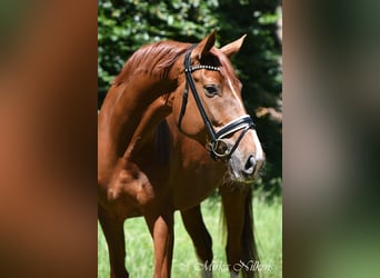 German Riding Horse, Mare, 10 years, 17 hh, Chestnut-Red