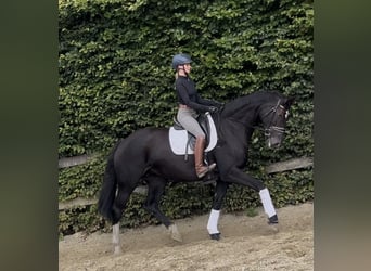 German Riding Horse, Mare, 10 years, 17,1 hh, Smoky-Black