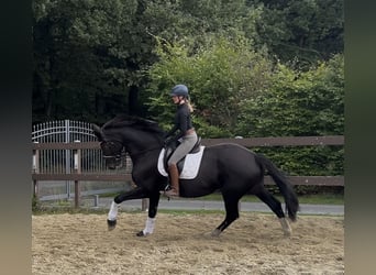 German Riding Horse, Mare, 10 years, 17,1 hh, Smoky-Black