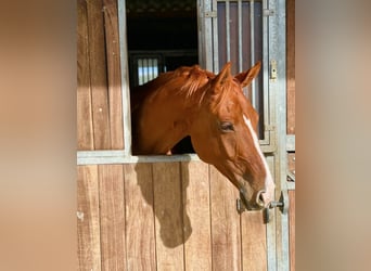 German Riding Horse, Mare, 10 years, Chestnut-Red