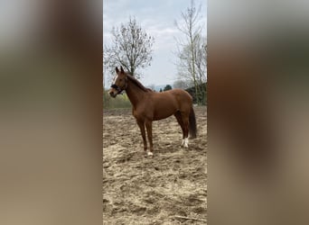 German Riding Horse, Mare, 11 years, 15.2 hh, Chestnut-Red