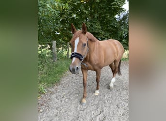 German Riding Horse, Mare, 11 years, 15.2 hh, Chestnut-Red