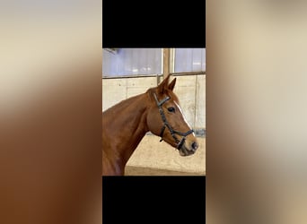 German Riding Horse, Mare, 11 years, 15,2 hh, Chestnut-Red