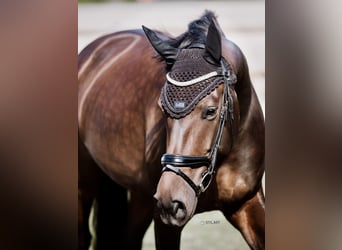 German Riding Horse, Mare, 11 years, 16.1 hh, Bay-Dark