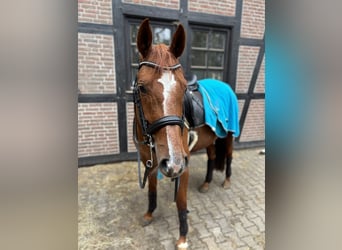 German Riding Horse, Mare, 11 years, 16,1 hh, Chestnut-Red