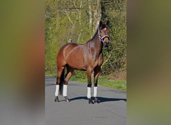 German Riding Horse, Mare, 11 years, 16.2 hh, Brown