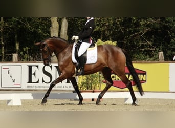 German Riding Horse, Mare, 11 years, 16.2 hh, Brown