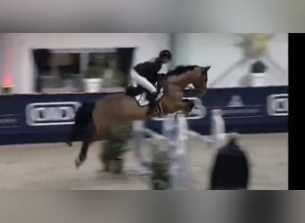 German Riding Horse, Mare, 11 years, 16.2 hh, Brown