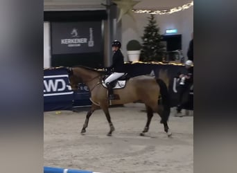 German Riding Horse, Mare, 11 years, 16.2 hh, Brown