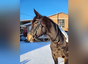 German Riding Horse, Mare, 11 years, 16,1 hh, Pinto