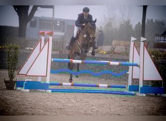 German Riding Horse, Mare, 11 years, 16,3 hh, Brown