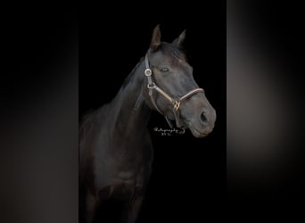 German Riding Horse Mix, Mare, 12 years, 15,2 hh, Smoky-Black