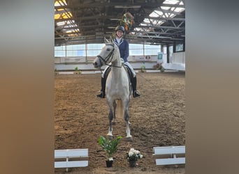 German Riding Horse, Mare, 12 years, 16.1 hh, Gray