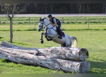 German Riding Horse, Mare, 12 years, 16,1 hh, Gray