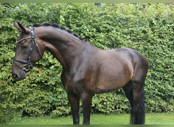 German Riding Horse, Mare, 12 years, 16,2 hh, Bay-Dark