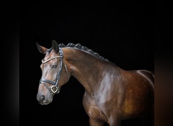 German Riding Horse, Mare, 12 years, 16,2 hh, Bay-Dark