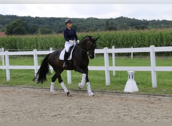 German Riding Horse, Mare, 12 years, 16,2 hh, Bay-Dark