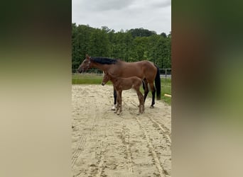 German Riding Horse, Mare, 12 years, 16.2 hh, Brown