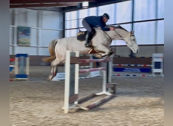 German Riding Horse, Mare, 12 years, 16,3 hh, Gray