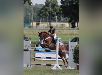 German Riding Horse, Mare, 12 years, 16 hh, Chestnut-Red