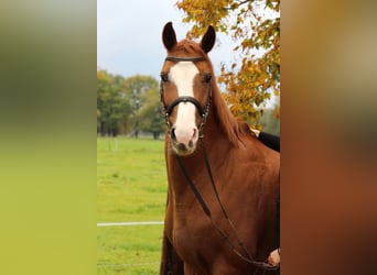German Riding Horse, Mare, 12 years, 16 hh, Chestnut-Red