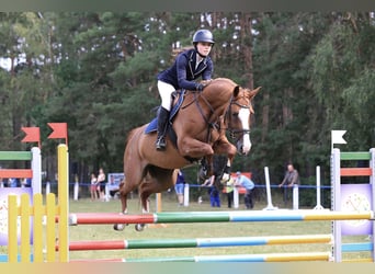 German Riding Horse, Mare, 12 years, 16 hh, Chestnut-Red