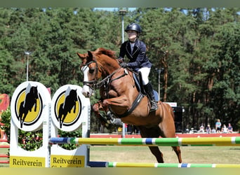 German Riding Horse, Mare, 12 years, 16 hh, Chestnut-Red