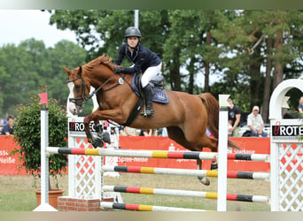 German Riding Horse, Mare, 12 years, 16 hh, Chestnut-Red