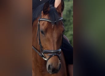 German Riding Horse, Mare, 12 years, 16 hh