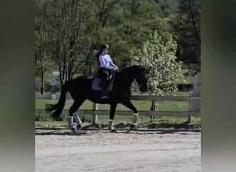 German Riding Horse, Mare, 12 years, 17 hh, Black