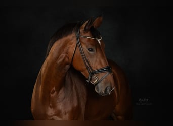 German Riding Horse, Mare, 12 years, 17 hh, Brown