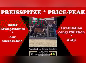 German Riding Horse, Mare, 12 years